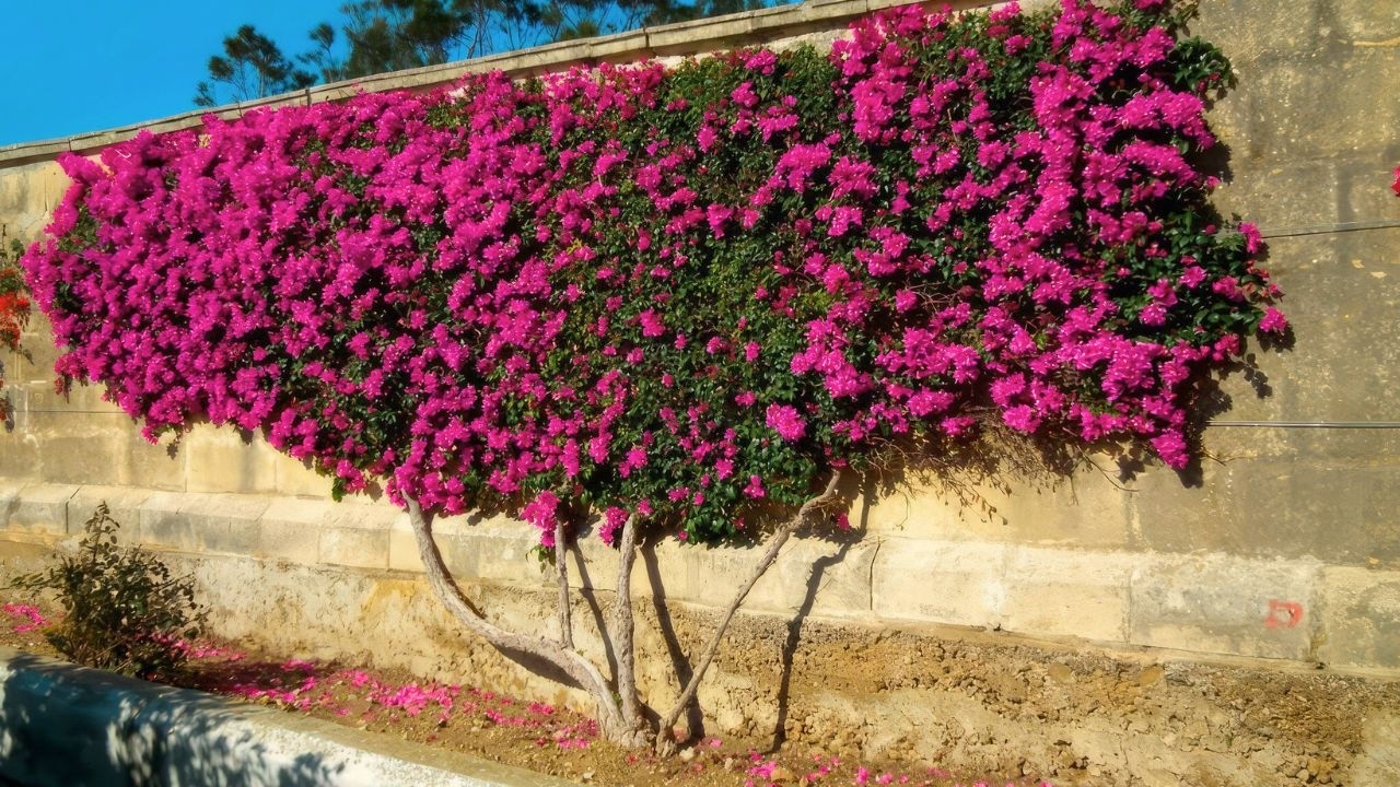 Kasvi, joka kukkii sitä kirkkaammin, mitä enemmän aurinkoa se saa.