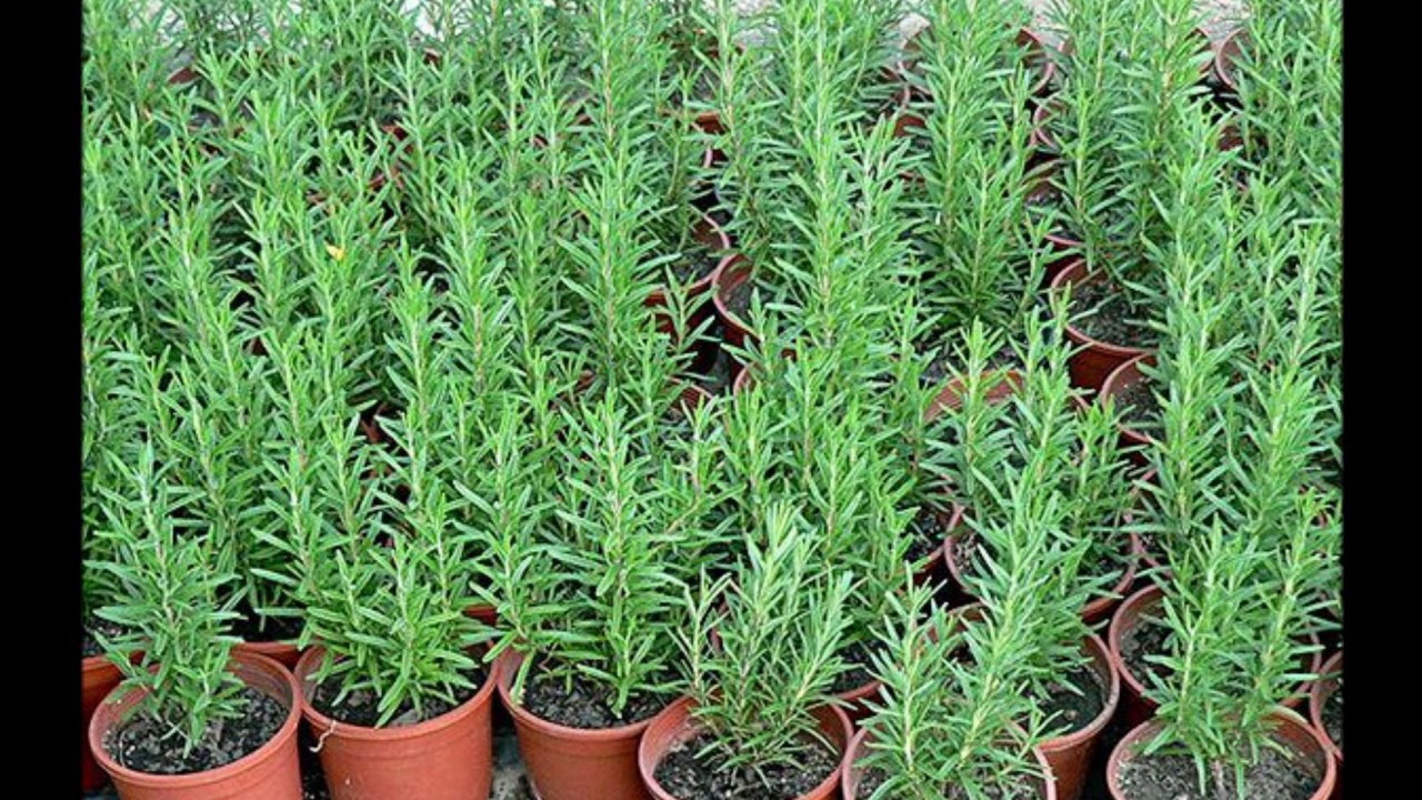 Kuinka laittaa alumiinifolio rosmariiniruukkuun: mihin sitä tarvitaan ja kuinka sitä käytetään.