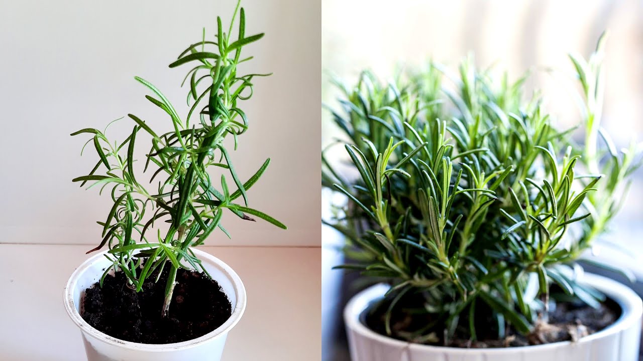 Kuinka laittaa alumiinifolio rosmariiniruukkuun: mihin sitä tarvitaan ja kuinka sitä käytetään.