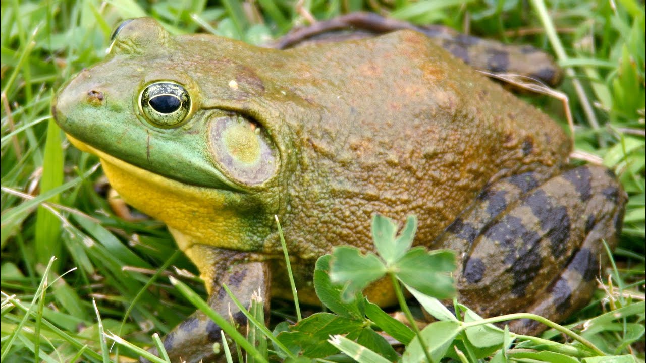 Sammakko, joka haastaa sammakkoeläinten peruslain: kuinka yksi laji onnistui selviytymään suolaisessa vedessä.
