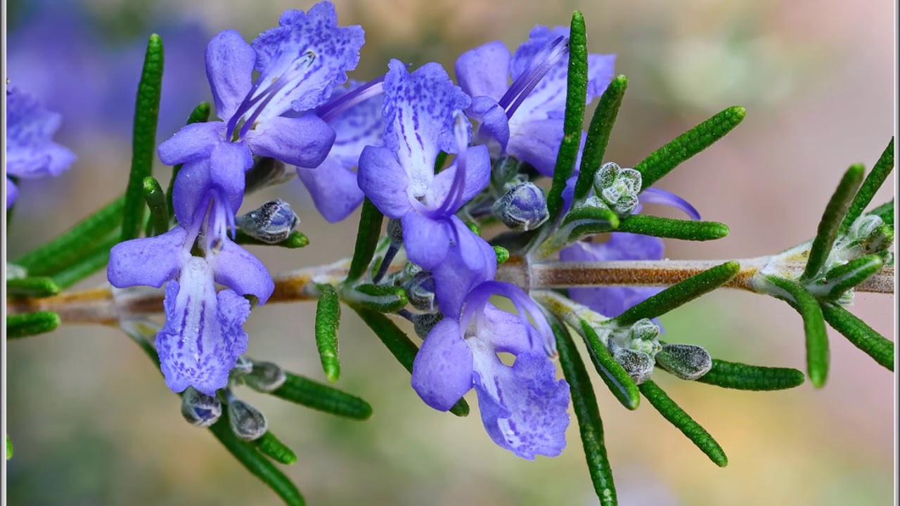 Miksi tammikuu on paras kuukausi tuoksuvien kukkien istuttamiseen puutarhaan?