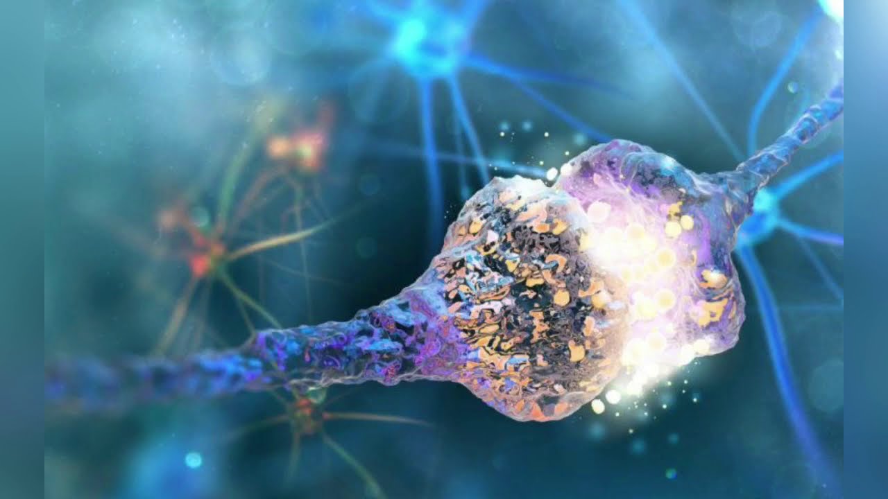 Kuinka aivot luovat ihanteelliset yhteydet neuronien välille: uusi molekyylinen vihje