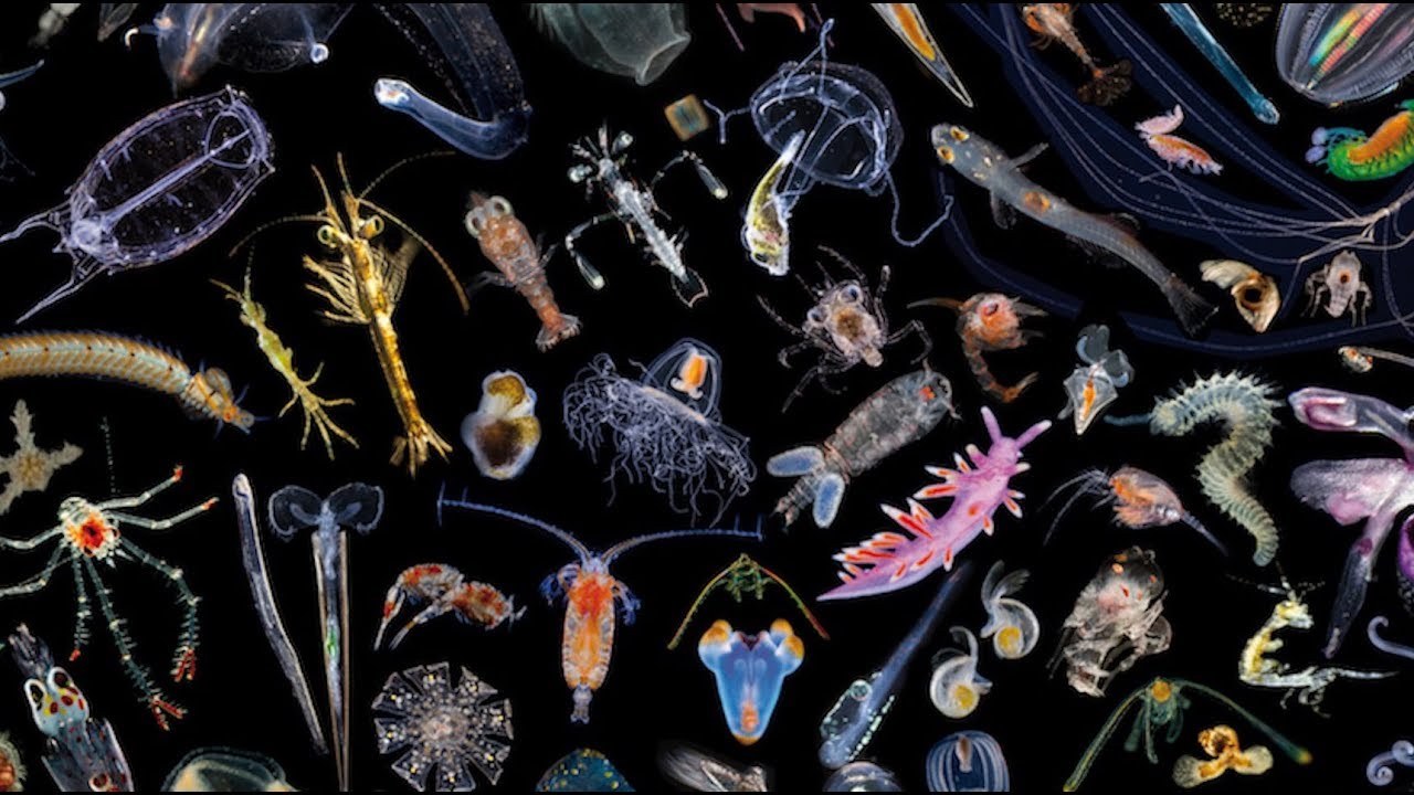Edes ne eivät ole turvassa: CSIC osoittaa, että eläinplankton siirtää mikromuovia merieläimille.