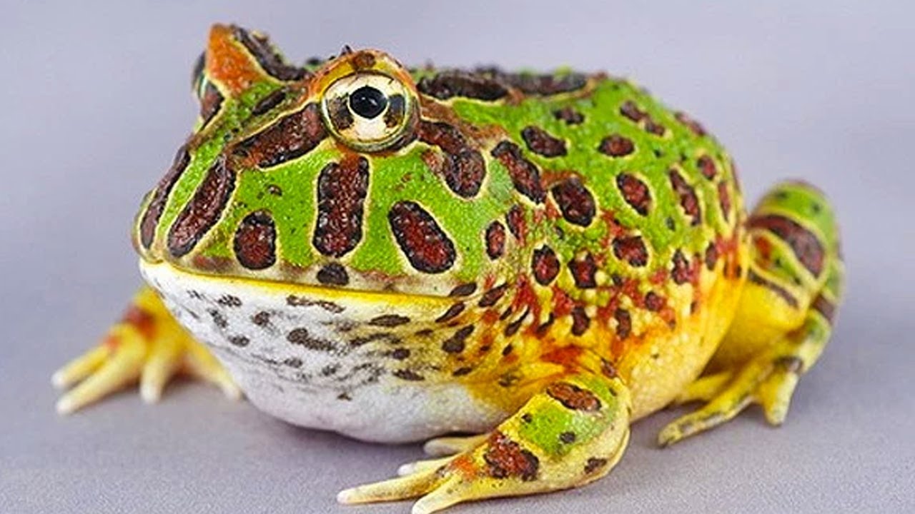 Sammakko, joka haastaa sammakkoeläinten peruslain: kuinka yksi laji onnistui selviytymään suolaisessa vedessä.