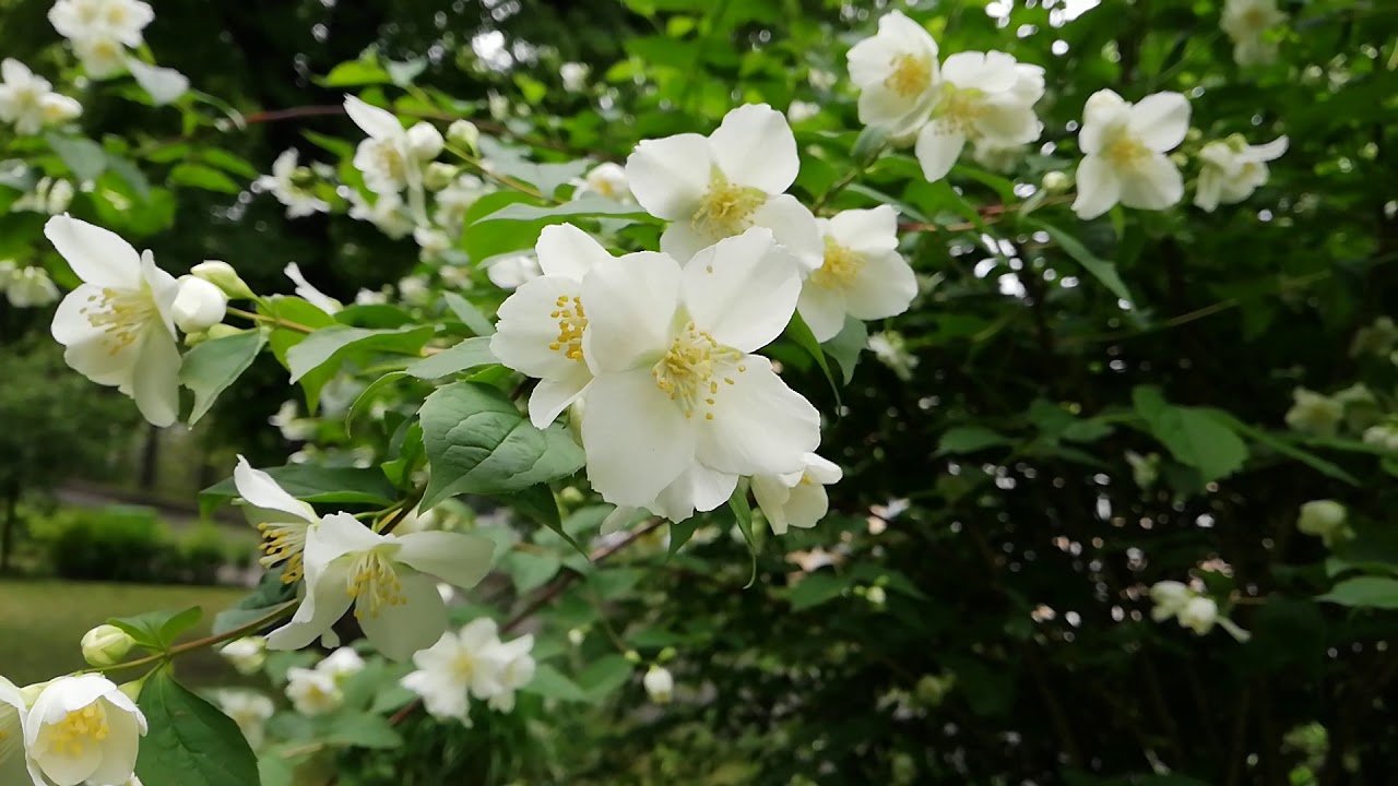Miksi tammikuu on paras kuukausi tuoksuvien kukkien istuttamiseen puutarhaan?