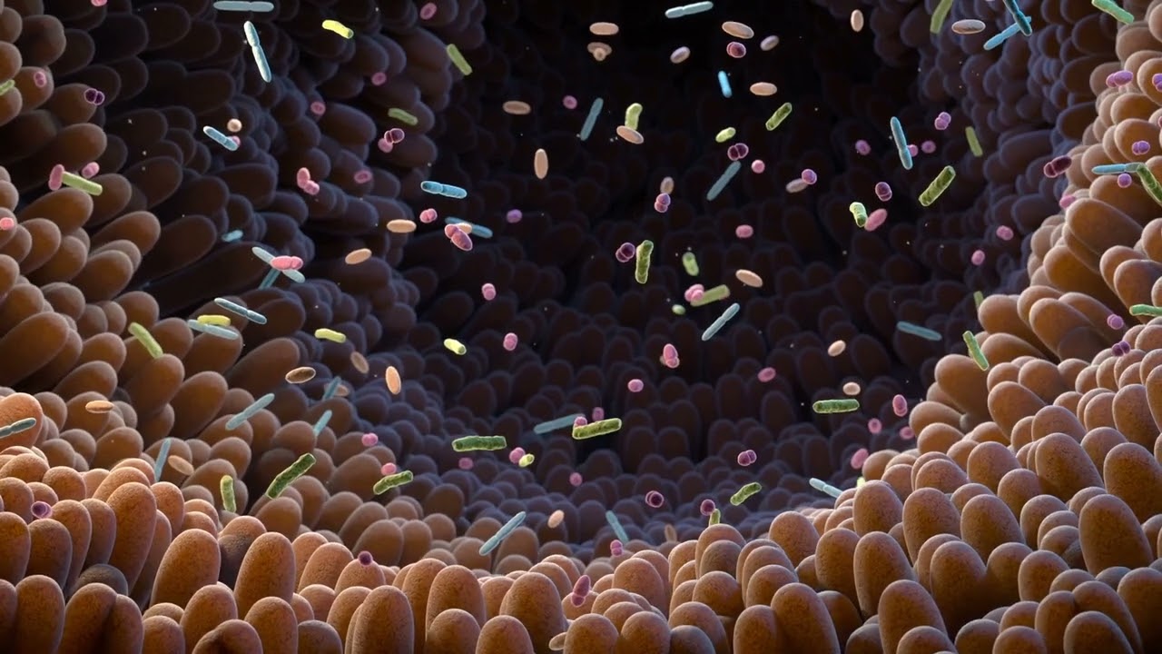 Tutkimus on osoittanut, että kahvi suojaa suoliston mikrobiotaa: sen käyttö edistää terveydelle hyödyllisten bakteerien kehittymistä.