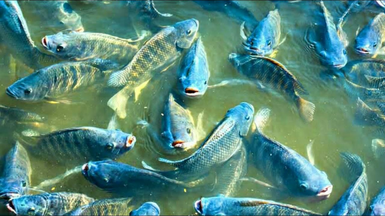 Kiina on oppinut kasvattamaan kalaa autiomaassa ja muuttanut vaikeapääsyisen paikan keinotekoiseksi mereksi.