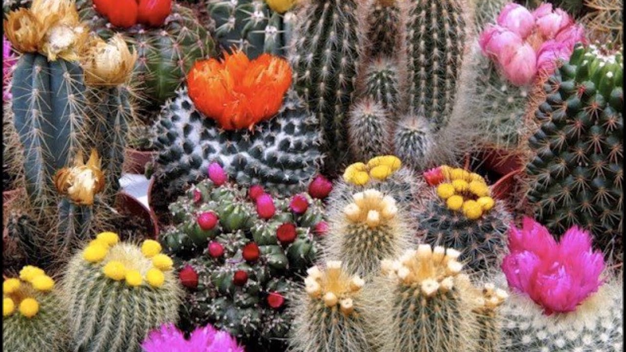 Mitä tarkoittaa kaktusten istuttaminen parvekkeelle ja miksi se ei ole vain koriste?