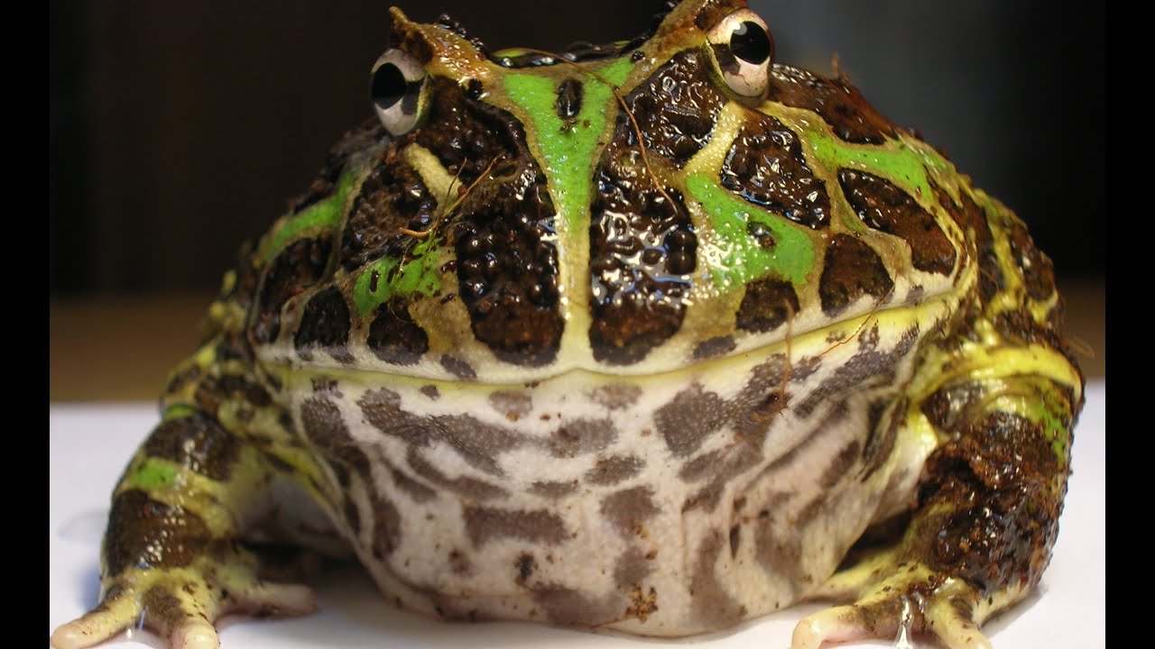 Sammakko, joka haastaa sammakkoeläinten peruslain: kuinka yksi laji onnistui selviytymään suolaisessa vedessä.