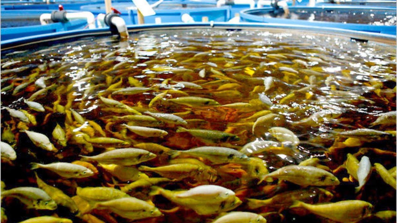 Tuhatvuotisen ajan ihmiset ovat välttäneet Taklamakanin aavikon ylittämistä. Nyt Kiina harjoittaa siellä kalankasvatusta.