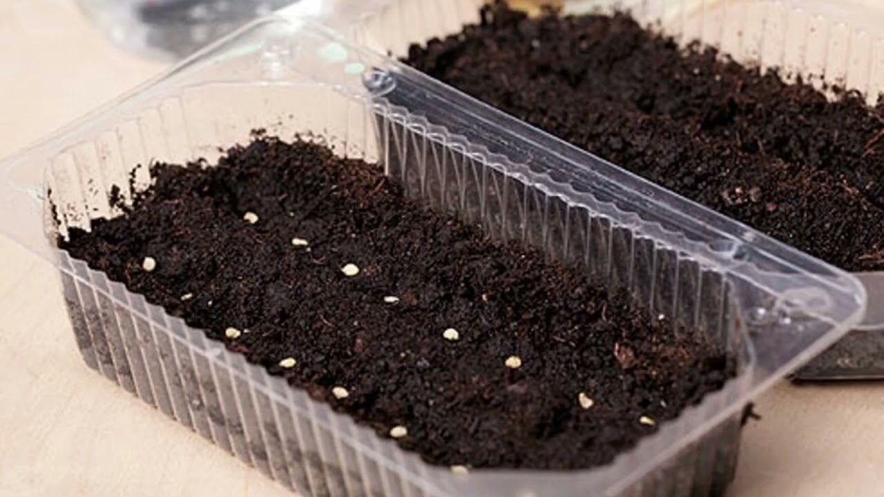 Mitkä siemenet sopivat parhaiten helmikuussa istutettaviksi, jotta ne itävät nopeasti eivätkä vaadi hoitoa?