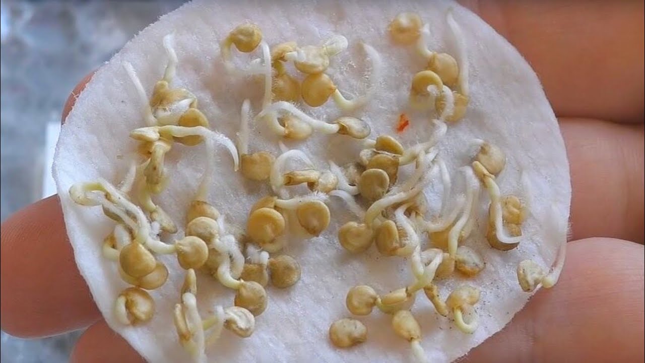 Mitkä siemenet sopivat parhaiten helmikuussa istutettaviksi, jotta ne itävät nopeasti eivätkä vaadi hoitoa?