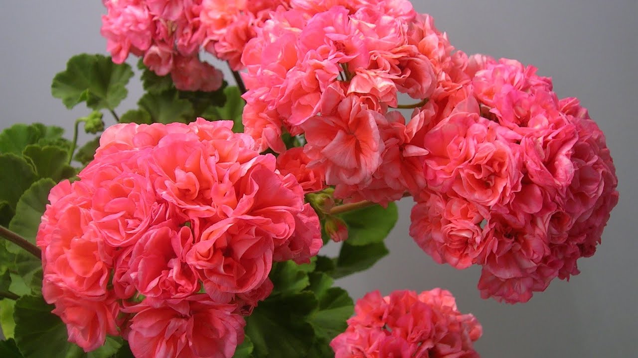 Kasvien asiantuntija: ”Suurin virhe, jonka teemme pelargonien kasvatuksessa, on maaperän liiallinen kastelu.”