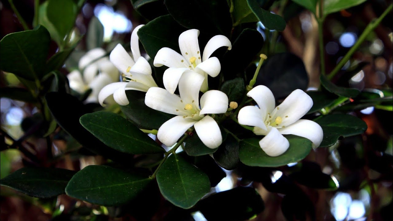 Mitä jasmiinin lajeja on olemassa ja mitkä niistä tuoksuvat voimakkaimmin?