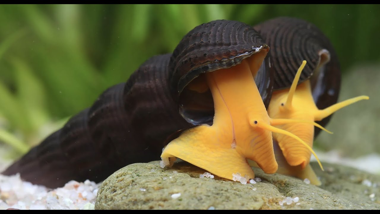 Maailman eläintiede juhlii ennennäkemätöntä saavutusta: etana on palautettu luontoon 30 vuoden sukupuuton jälkeen.