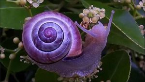 Maailman eläintiede juhlii ennennäkemätöntä saavutusta: etana on palautettu luontoon 30 vuoden sukupuuton jälkeen.