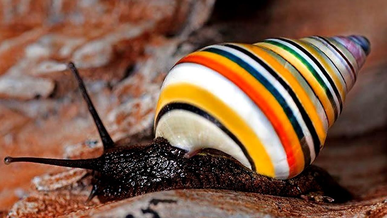 Maailman eläintiede juhlii ennennäkemätöntä saavutusta: etana on palautettu luontoon 30 vuoden sukupuuton jälkeen.