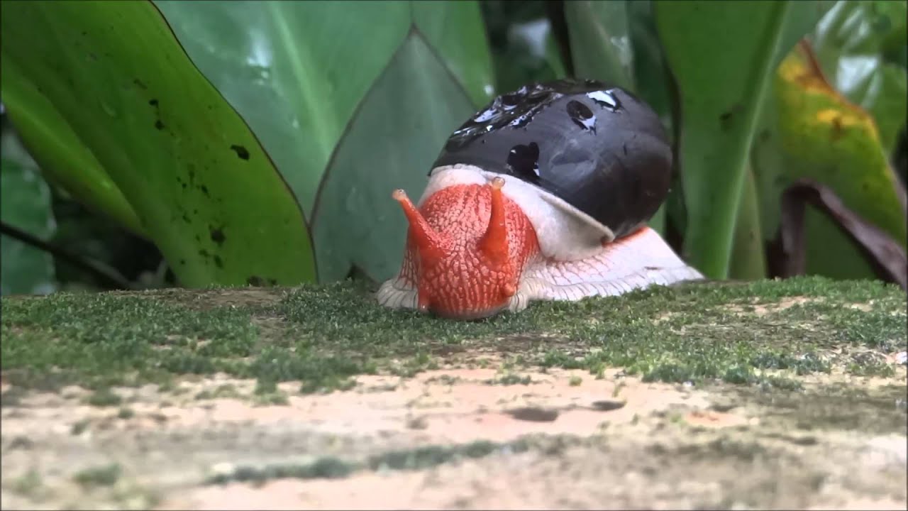 Maailman eläintiede juhlii ennennäkemätöntä saavutusta: etana on palautettu luontoon 30 vuoden sukupuuton jälkeen.