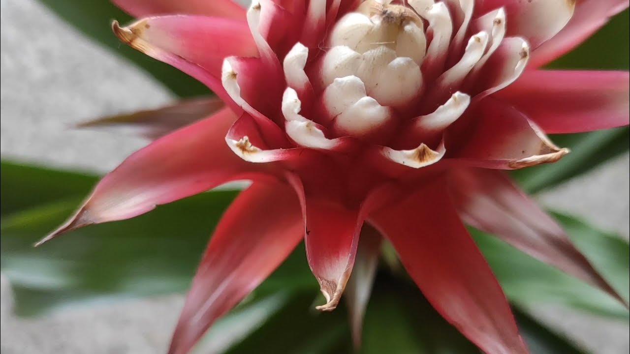 Tänään Lidlissä on ilmestynyt kasvi, joka tuo kirkkaita värejä mihin tahansa huoneeseen eikä vaadi erityistä hoitoa.