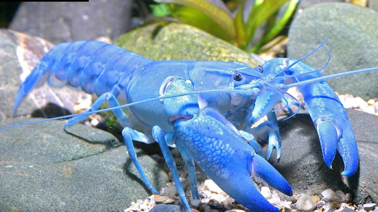 Ulkonäöltään se muistuttaa rapua, mutta käyttäytyy kuin kala: vielä se ei ole epidemia Euroopassa, mutta herättää jo huolta asiantuntijoissa.