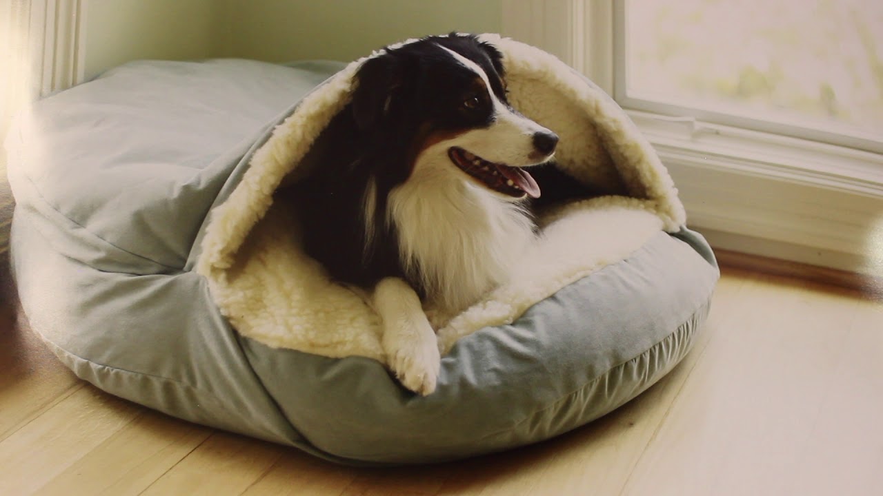 Laita jäätynyt pullo koiran makuualustalle: miksi se on suositeltavaa
