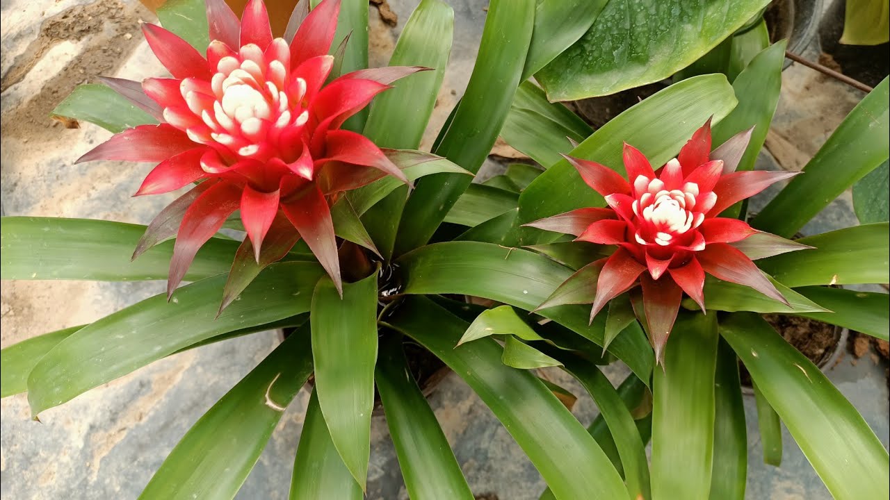 Tänään Lidlissä on ilmestynyt kasvi, joka tuo kirkkaita värejä mihin tahansa huoneeseen eikä vaadi erityistä hoitoa.