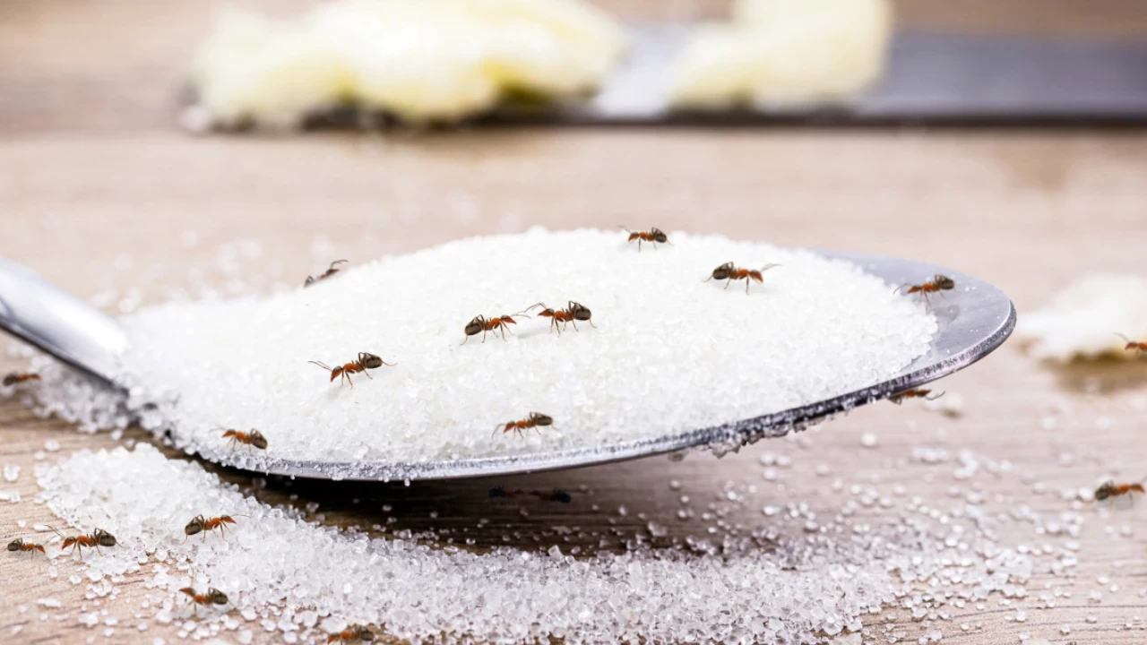Sokerin ja ruokasoodan sekoittaminen: mihin sitä tarvitaan ja miksi sitä suositellaan kotitalouden tuholaisten torjuntaan.