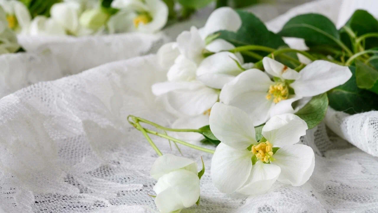 Ei öljyä, ei suolaa: puutarhureiden luotettava salaisuus, joka saa jasmiinin kukkimaan ympäri vuoden.