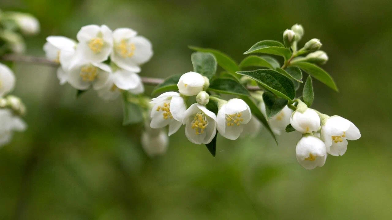 Mitä jasmiinin lajeja on olemassa ja mitkä niistä tuoksuvat voimakkaimmin?