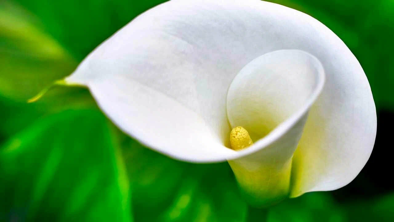 Ei keittiö eikä kylpyhuone: kiinalaisen perinteen mukaan paras paikka kallioille kodissa ei ole keittiö eikä kylpyhuone.