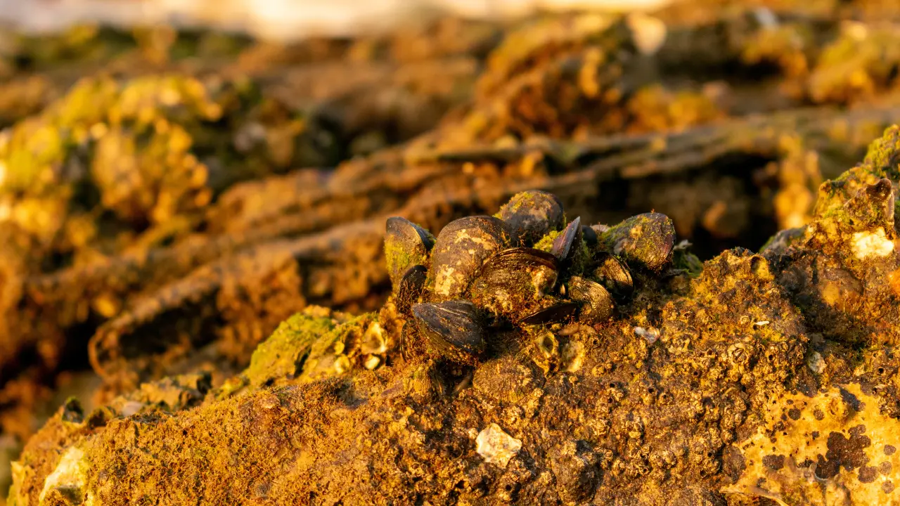 Maailman suurin yhden maan omistama kultakaivos on löydetty.