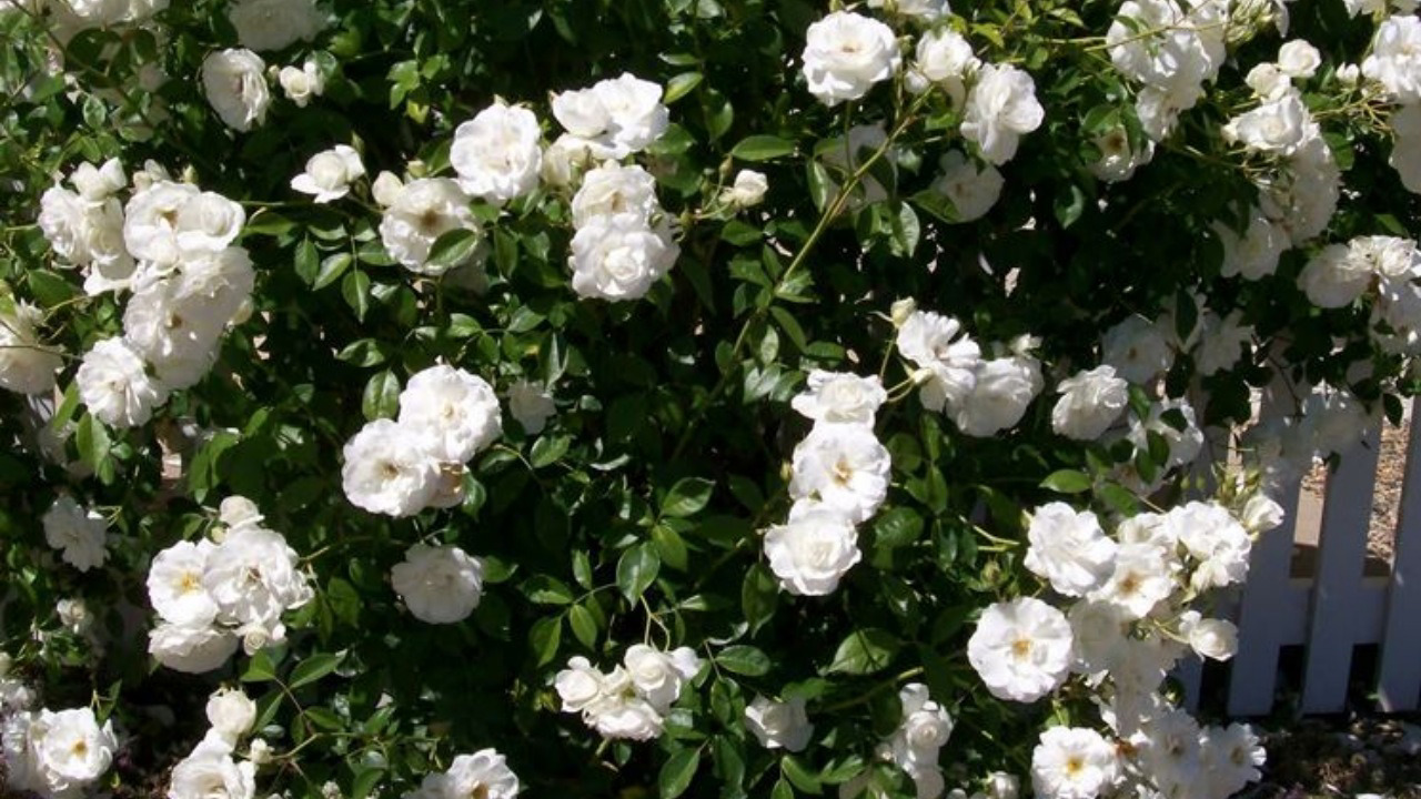 Kiertyvä kasvi, joka kukkii ympäri vuoden ja kasvaa nopeasti.