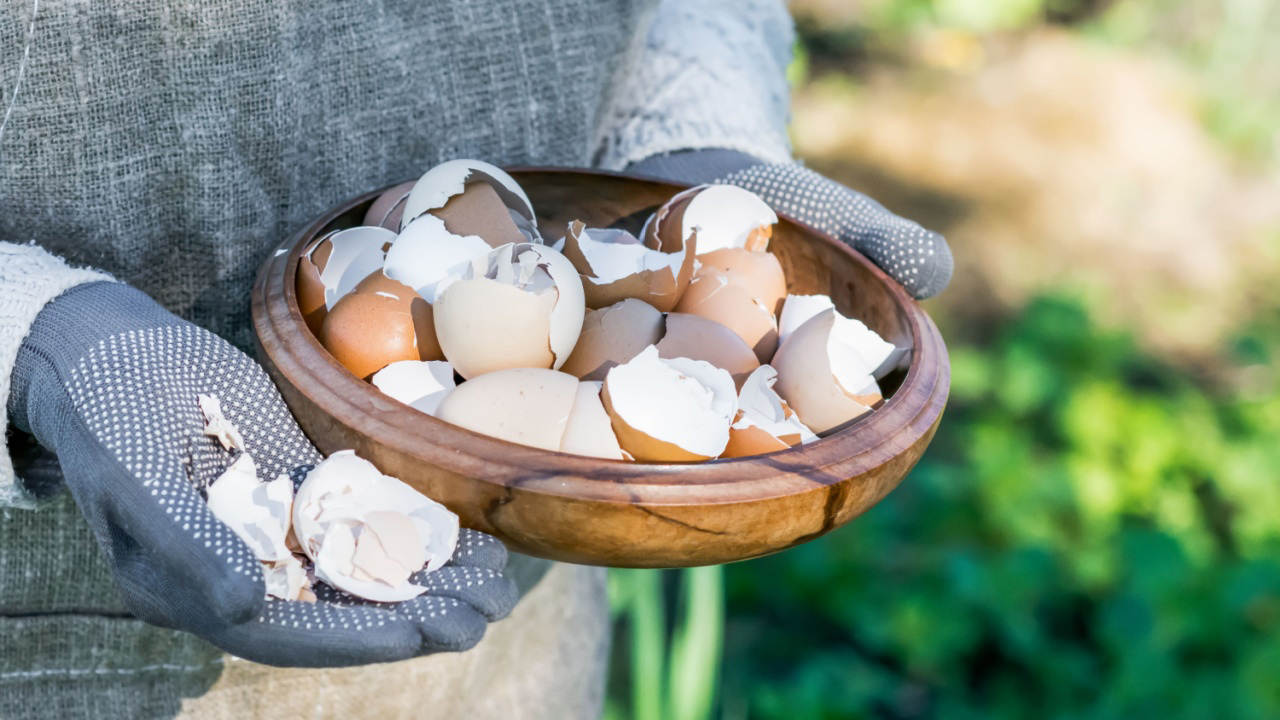 Kuinka laittaa munankuori mate-termoskannuun: miksi se on tarpeen ja milloin se on tehtävä.