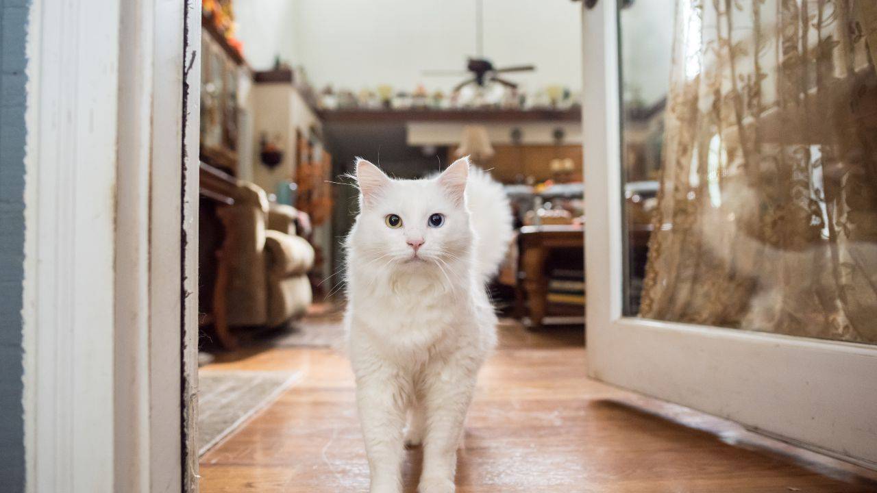 Kuinka päästä eroon kissan virtsan hajusta kotona: vaiheittaiset ohjeet