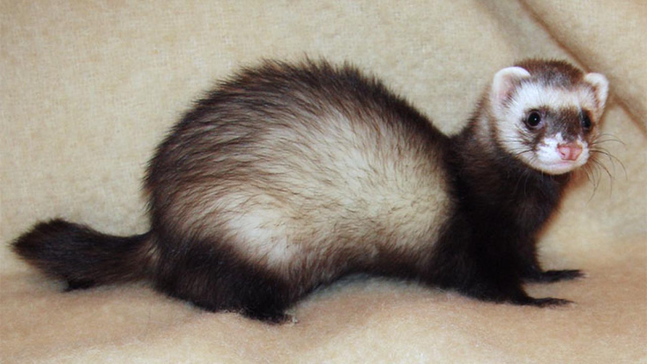 Parempi kuin robotti: hämmästyttävät eläimet, jotka tekevät työtä, jota teknologia ei vielä pysty ratkaisemaan.