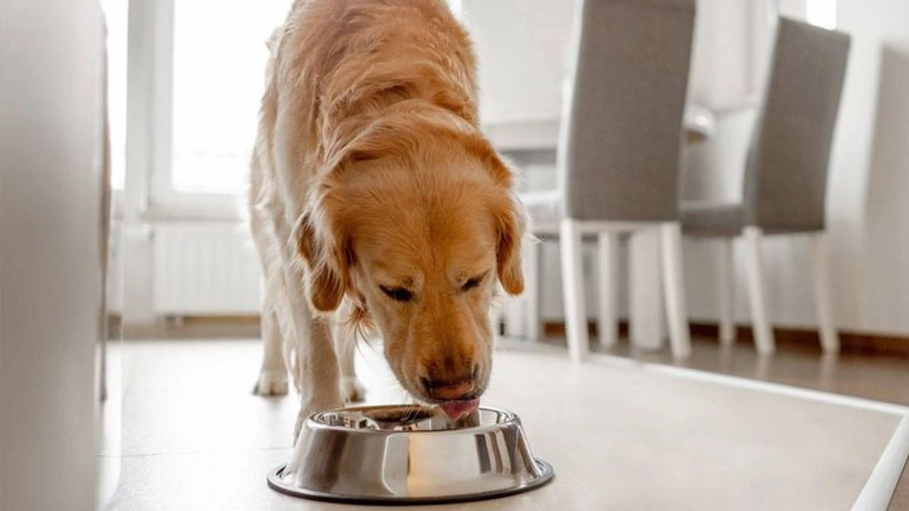 Asiantuntijoiden mukaan lemmikkisi ruoassa tulisi olla neljä avainainesta.