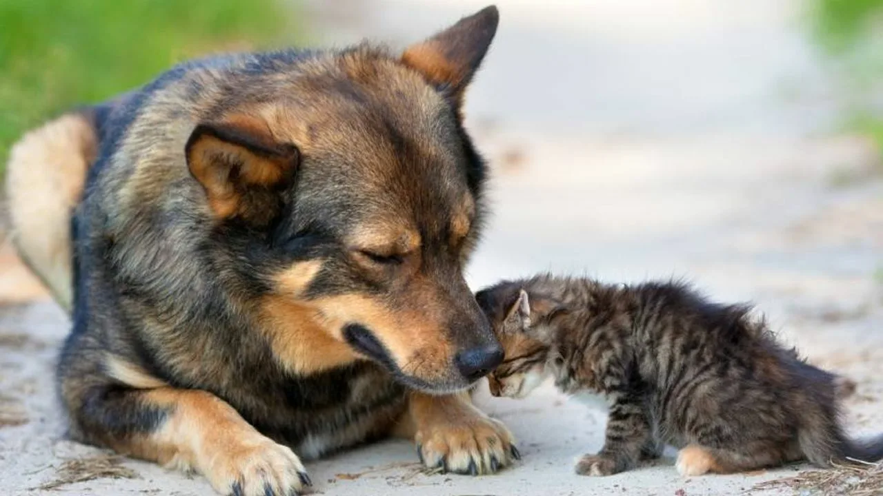 Se on virallista | Uusi laki, joka asettaa välittömiä velvoitteita kaikille lemmikkieläinten omistajille, on tullut voimaan: mistä siinä on kyse.