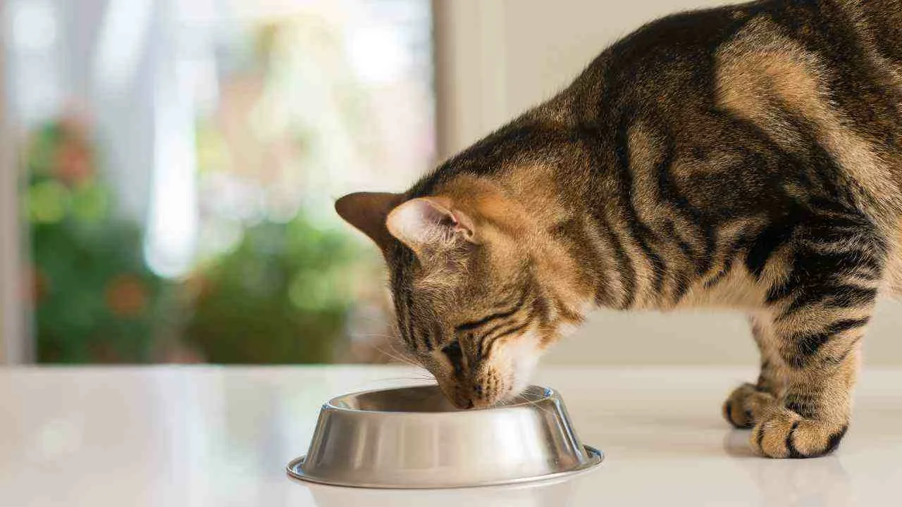 Asiantuntijoiden mukaan lemmikkisi ruoassa tulisi olla neljä avainainesta.