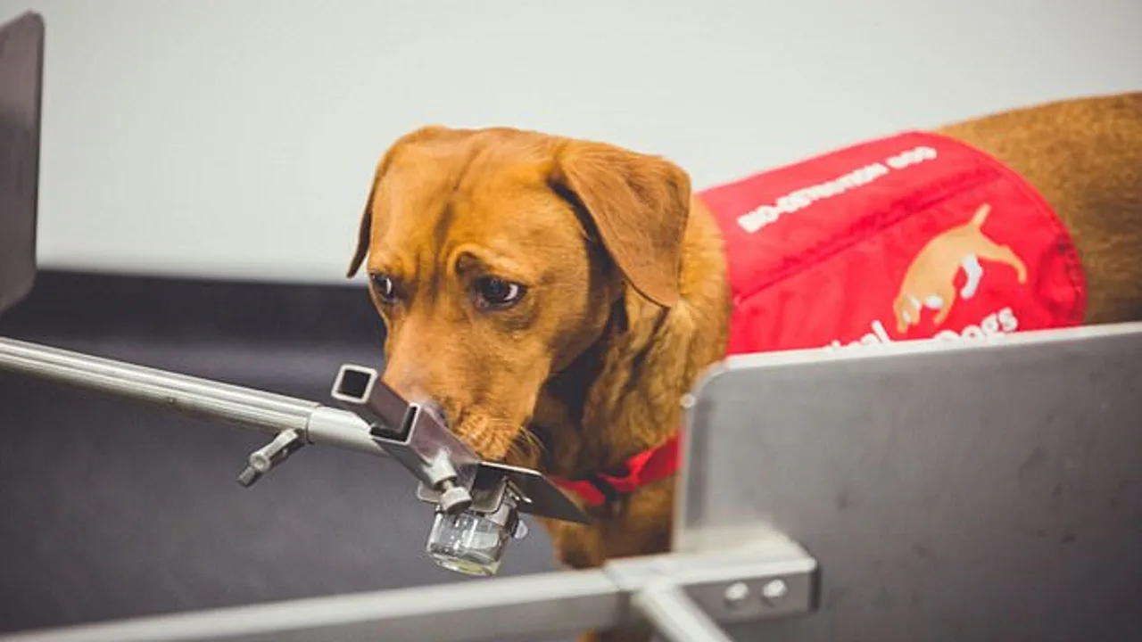 Parempi kuin robotti: hämmästyttävät eläimet, jotka tekevät työtä, jota teknologia ei vielä pysty ratkaisemaan.