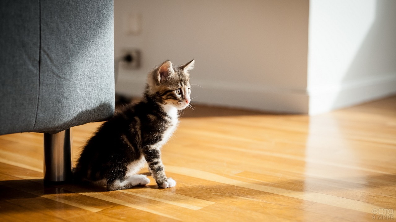 Kuinka päästä eroon kissan virtsan hajusta kotona: vaiheittaiset ohjeet