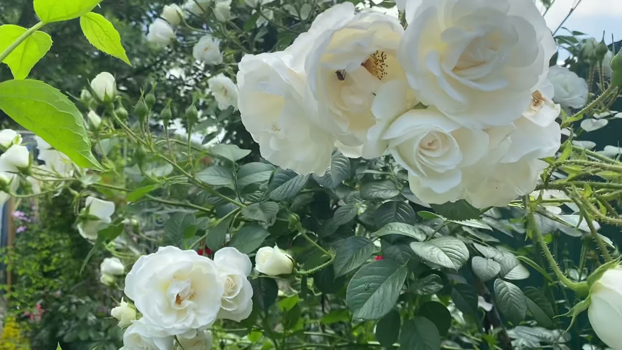 Kiertyvä kasvi, joka kukkii ympäri vuoden ja kasvaa nopeasti.