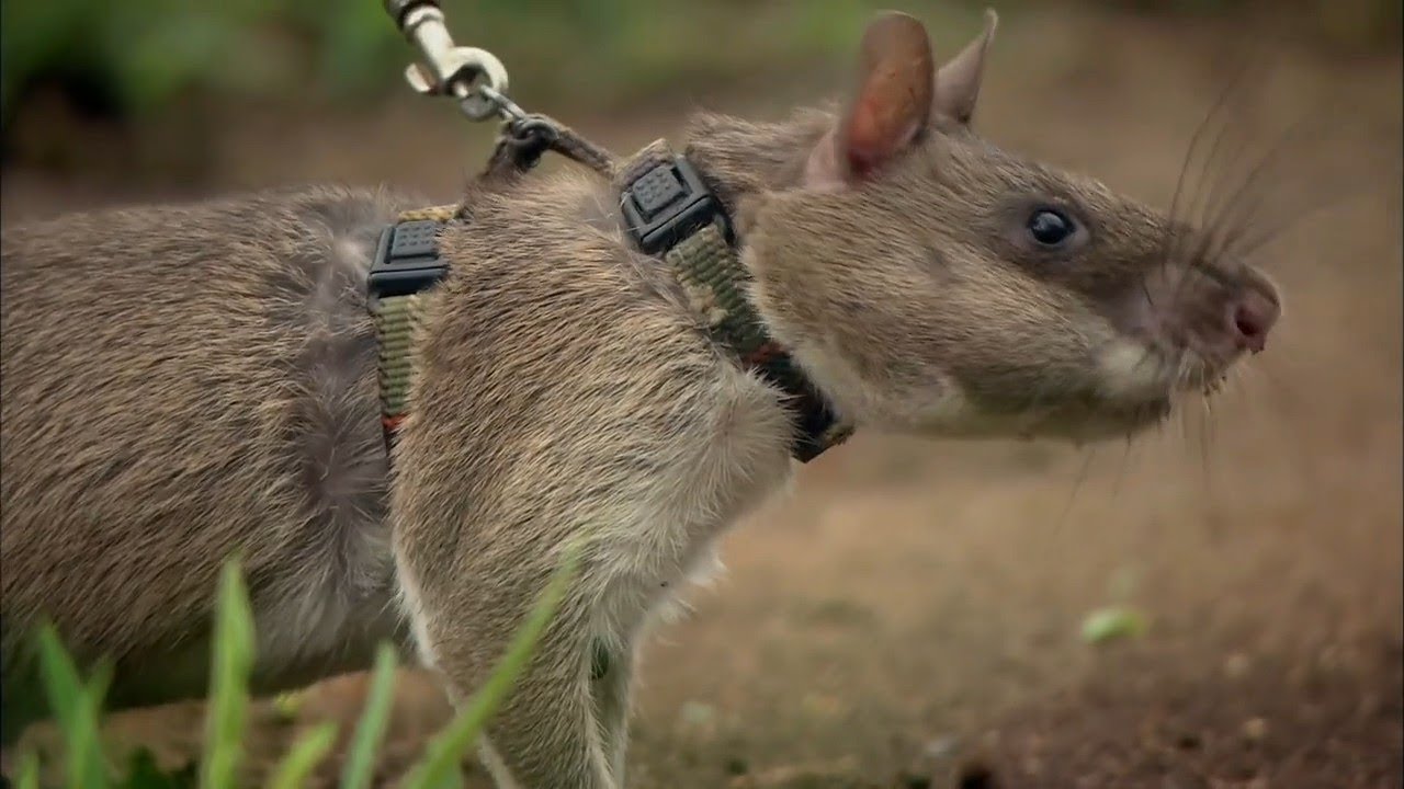 Parempi kuin robotti: hämmästyttävät eläimet, jotka tekevät työtä, jota teknologia ei vielä pysty ratkaisemaan.