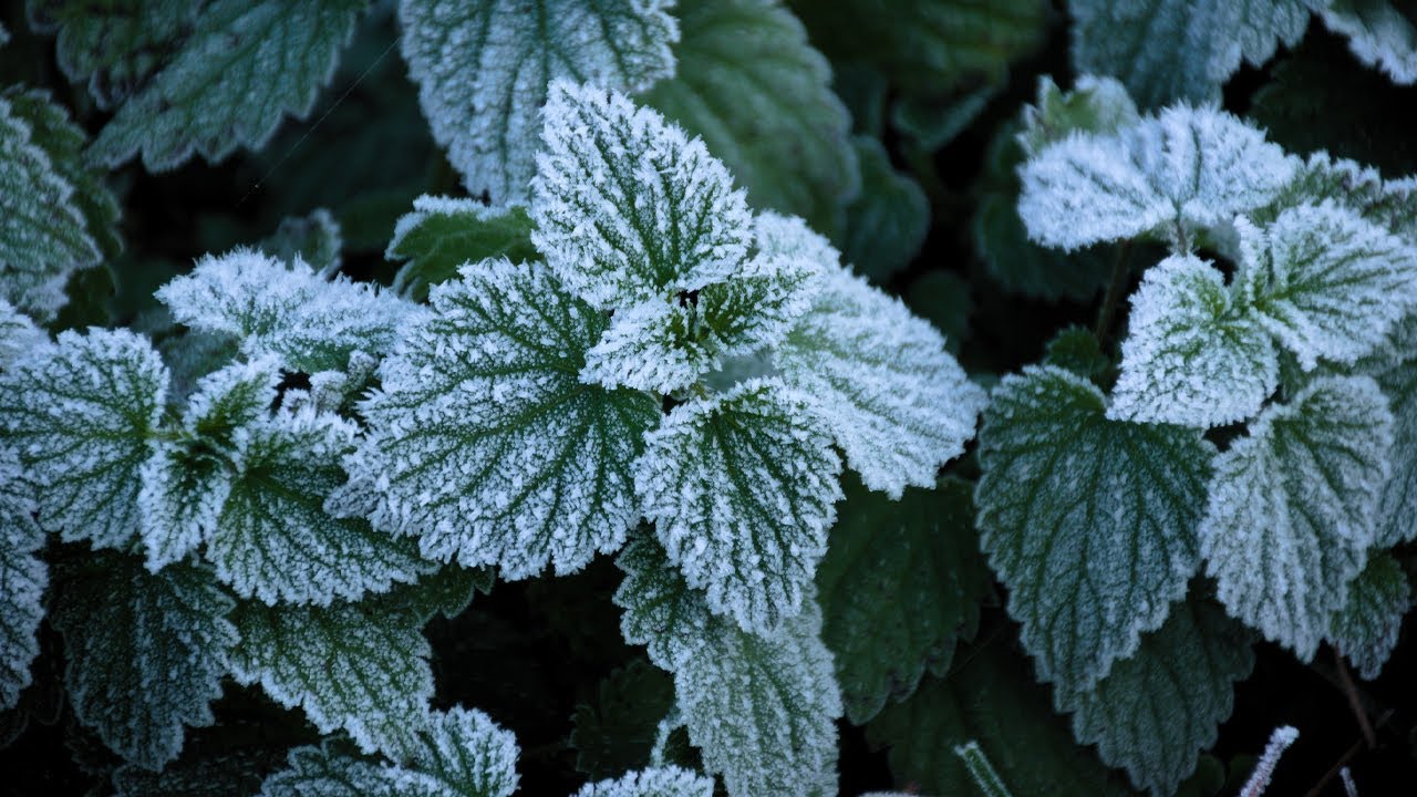 Kolme tuoksuvaa kasvia, jotka kannattaa kylvää helmikuussa, jotta puutarha täyttyy miellyttävällä tuoksulla.