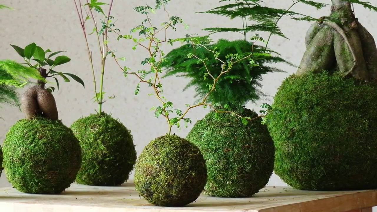 Kuinka tehdä kokedama itse ilman ruukkuja 15 minuutissa