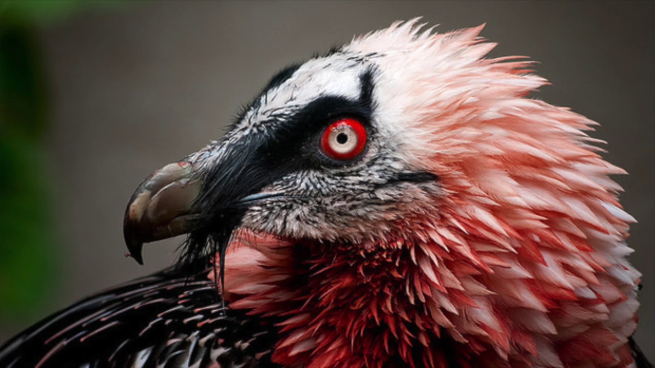 Zoologinen järkytys: ensimmäinen suojellun eläimen poikanen, joka on syntynyt luonnossa 100 vuoteen.