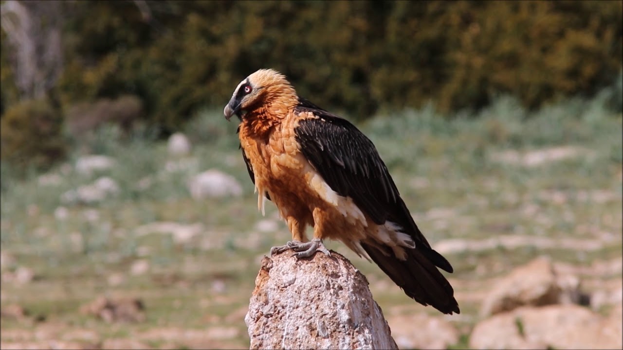 Zoologinen järkytys: ensimmäinen suojellun eläimen poikanen, joka on syntynyt luonnossa 100 vuoteen.