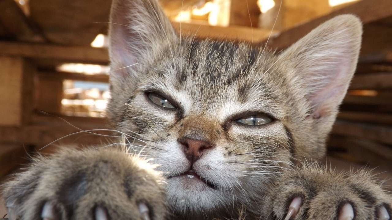 Se on virallista | Uusi laki, joka asettaa välittömiä velvoitteita kaikille lemmikkieläinten omistajille, on tullut voimaan: mistä siinä on kyse.