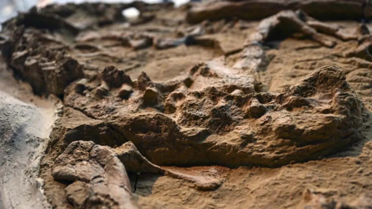 Tutkijat ovat löytäneet 230 miljoonaa vuotta sitten eläneen sammakkoeläimen jäännökset, joka selvisi hengissä kaivautumalla muutamaksi kuukaudeksi mutaan.