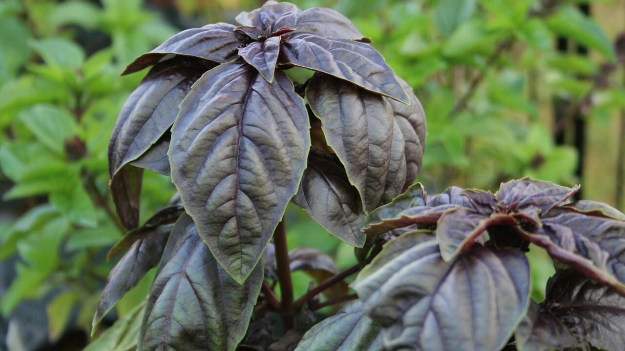 Kolme tuoksuvaa kasvia, jotka kannattaa kylvää helmikuussa, jotta puutarha täyttyy miellyttävällä tuoksulla.